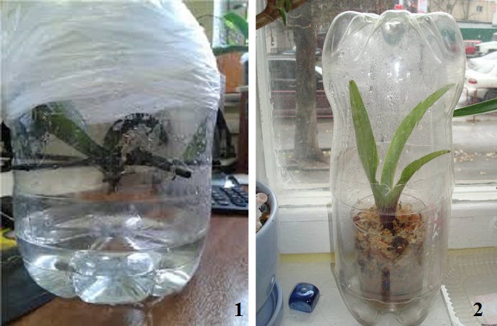 Орхидея в домашних условиях в воде. Реанимация орхидеи в тепличке. Тепличка для детки орхидеи. Орхидея фаленопсис реанимация.