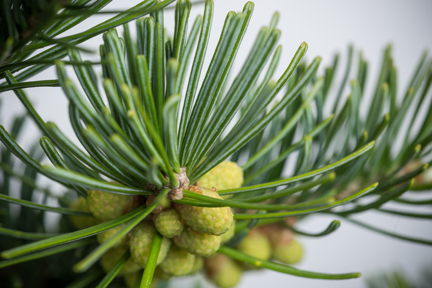 Пихта сибирская. Пихта Сибирская Abies sibirica. Пихта Сибирская (Аbies sibirica). Микростробилы пихты сибирской. Мегастробилы пихты сибирской.